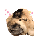 パグのくーちゃん1（個別スタンプ：4）