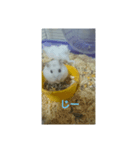 ハムスターしろちゃん3（個別スタンプ：2）