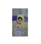 ハムスターしろちゃん3（個別スタンプ：3）