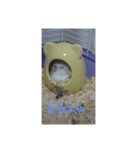 ハムスターしろちゃん3（個別スタンプ：5）