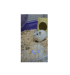 ハムスターしろちゃん3（個別スタンプ：7）