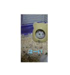 ハムスターしろちゃん3（個別スタンプ：8）
