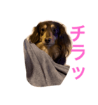 おししくん（個別スタンプ：3）