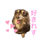 おししくん（個別スタンプ：5）