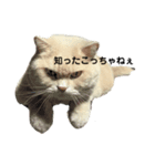 タラ蔵日記1（個別スタンプ：3）