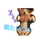 ルークくんの日常（個別スタンプ：1）