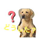 ルークくんの日常（個別スタンプ：2）