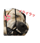 ルークくんの日常（個別スタンプ：3）