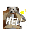 ルークくんの日常（個別スタンプ：4）