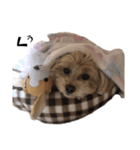 くぅの自己紹介（個別スタンプ：5）