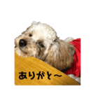 『こはる』です。（個別スタンプ：3）