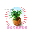 よっちゃん幸運の多肉植物(花言葉)（個別スタンプ：3）