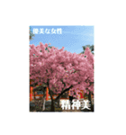 よっちゃん幸運の多肉植物(花言葉)（個別スタンプ：8）