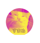 猫どもいろいろ（個別スタンプ：1）