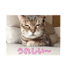 猫どもいろいろ（個別スタンプ：2）