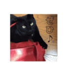 猫どもいろいろ（個別スタンプ：3）