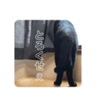 猫どもいろいろ（個別スタンプ：4）