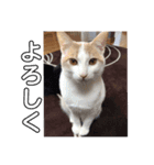 猫どもいろいろ（個別スタンプ：7）