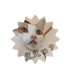 猫どもいろいろ（個別スタンプ：8）