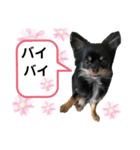 チワワのひめちゃん♪第二弾（個別スタンプ：1）