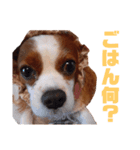 家族ラインで使えるくるみちゃん（個別スタンプ：6）