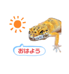 レ オ パ（個別スタンプ：1）