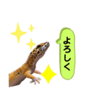 レ オ パ（個別スタンプ：5）