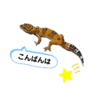 レ オ パ（個別スタンプ：7）