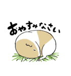 モルモットスタンプ(日常)（個別スタンプ：5）