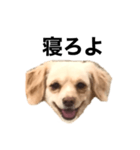 毒舌犬のなつ（個別スタンプ：1）