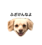 毒舌犬のなつ（個別スタンプ：2）