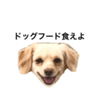毒舌犬のなつ（個別スタンプ：3）