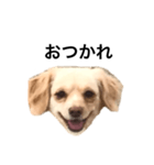 毒舌犬のなつ（個別スタンプ：4）