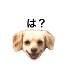 毒舌犬のなつ（個別スタンプ：5）