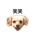 毒舌犬のなつ（個別スタンプ：6）