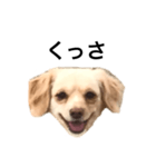 毒舌犬のなつ（個別スタンプ：7）