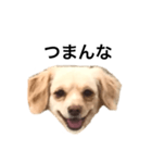 毒舌犬のなつ（個別スタンプ：8）