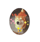 ももたんプリティ（個別スタンプ：6）
