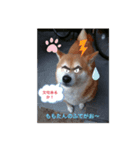 ももたんプリティ（個別スタンプ：7）