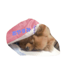 ぽんdeここあ（個別スタンプ：2）