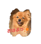 ぽんdeここあ（個別スタンプ：6）