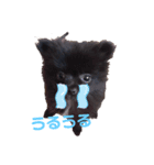 ぽんdeここあ（個別スタンプ：7）