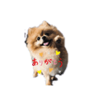 ゴン太とブン太（個別スタンプ：1）