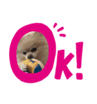 ゴン太とブン太（個別スタンプ：2）