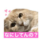 トラとパシャ♡（個別スタンプ：3）