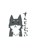 汎用性重視の柴犬+αスタンプ（個別スタンプ：9）