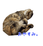 ジジとクッキーのスタンプ（個別スタンプ：3）