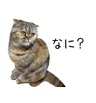 ジジとクッキーのスタンプ（個別スタンプ：4）
