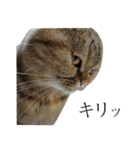 ジジとクッキーのスタンプ（個別スタンプ：8）