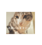 可愛い猫さまレオン（個別スタンプ：2）